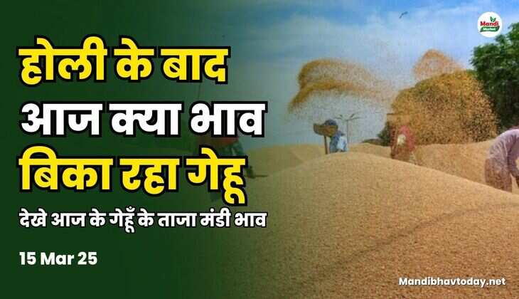 गेहू भाव 15 Mar 25
