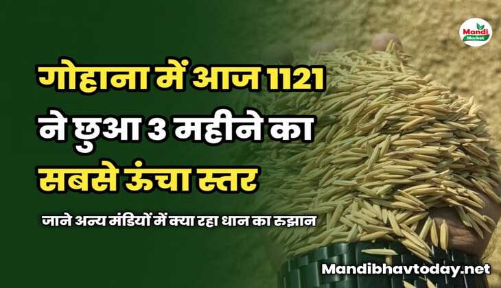 गोहाना में आज 1121 ने छुआ 3 महीने का सबसे ऊंचा स्तर | जाने अन्य मंडियों में क्या रहा धान का रुझान