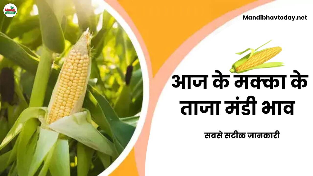 देखे आज के मक्का के ताजा मंडी भाव | makka ke bhav 09 july 2024