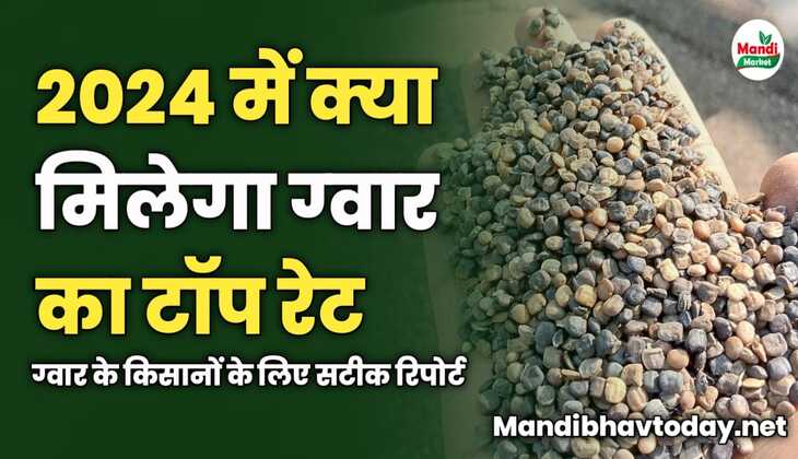 2024 में क्या मिलेगा ग्वार का टॉप रेट | ग्वार के किसानों के लिए सटीक रिपोर्ट 