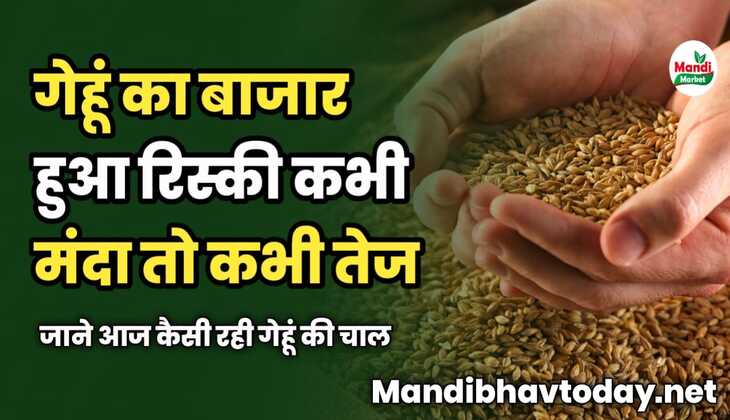 गेहूं का बाजार हुआ रिस्की कभी मंदा तो कभी तेज | जाने आज कैसी रही गेहूं की चाल 