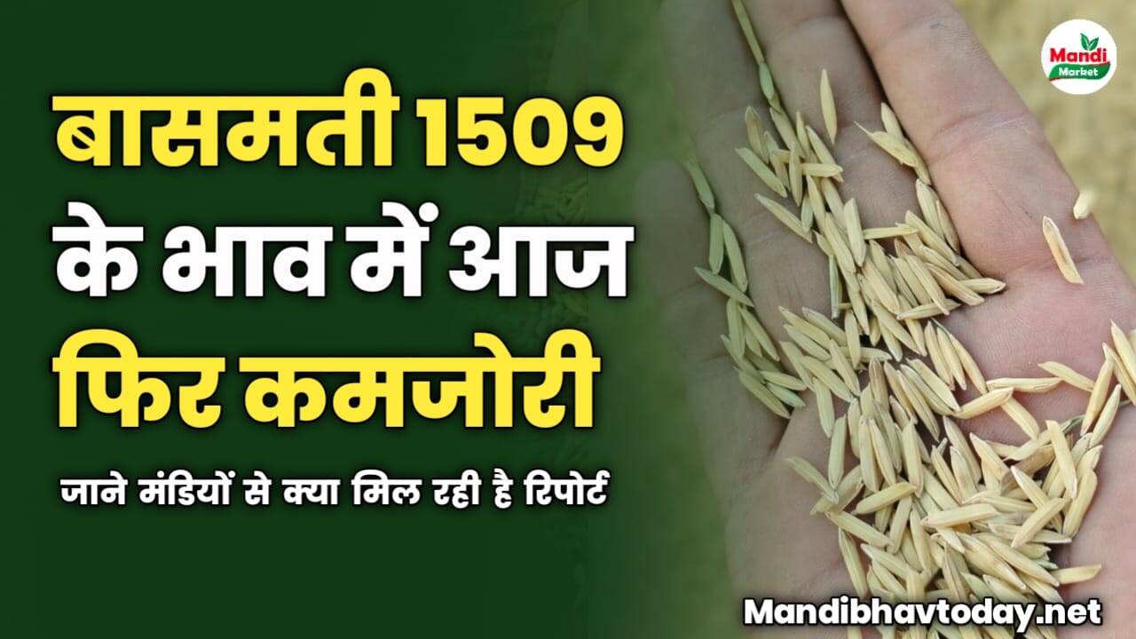 बासमती 1509 के भाव में आज फिर कमजोरी | जाने मंडियों से क्या मिल रही है रिपोर्ट