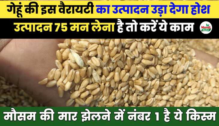2024 में गेहूँ की कौन सी वैरायटी देगी 75 मन से ज्यादा की पैदावार