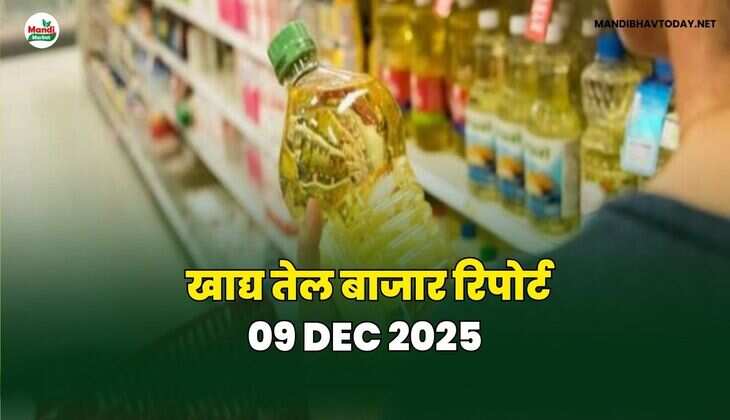 खाद्य तेल बाजार रिपोर्ट 09 Dec 2025
