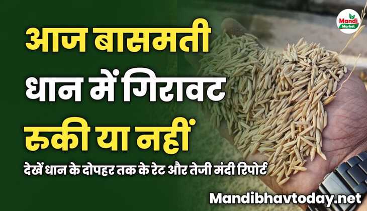 आज बासमती धान में गिरावट रुकी या नहीं | देखें धान के दोपहर तक के रेट और तेजी मंदी रिपोर्ट