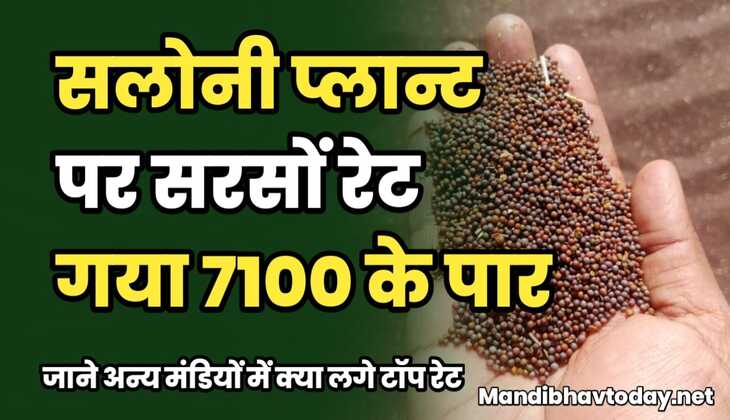 सलोनी प्लान्ट पर सरसों रेट गया 7100 के पार | जाने अन्य मंडियों में क्या लगे टॉप रेट
