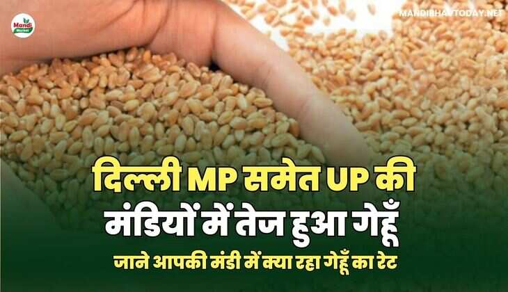 दिल्ली MP समेत UP की मंडियों में तेज हुआ गेहूँ | जाने आपकी मंडी में क्या रहा गेहूँ का रेट