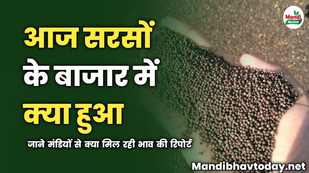 सरसों के बाजार में आज क्या हुआ | जाने मंडियों से क्या मिल रही भाव की रिपोर्ट