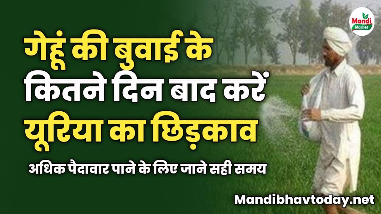 गेहूं की बुवाई के कितने दिन बाद करें यूरिया का छिड़काव | अधिक पैदावार पाने के लिए जाने सही समय