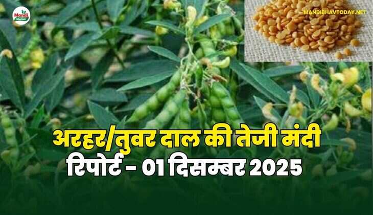 अरहर /तुवर  दाल की तेजी मंदी रिपोर्ट  - 01 दिसम्बर 2025