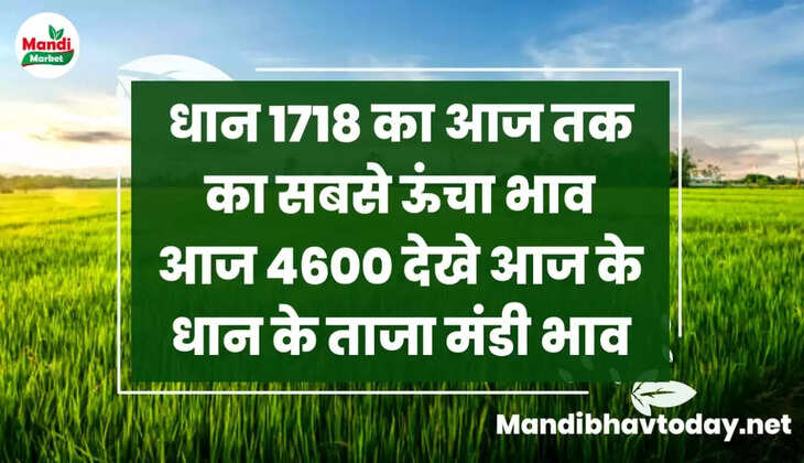 धान 1718 का आज तक का सबसे ऊंचा भाव आज 4600 देखे आज के धान के ताजा मंडी भाव