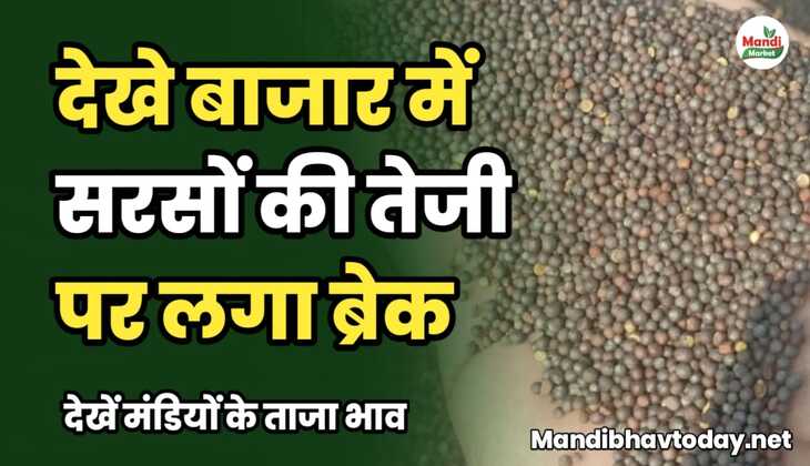 देखे बाजार में सरसों की तेजी पर लगा ब्रेक | देखें मंडियों के ताजा भाव
