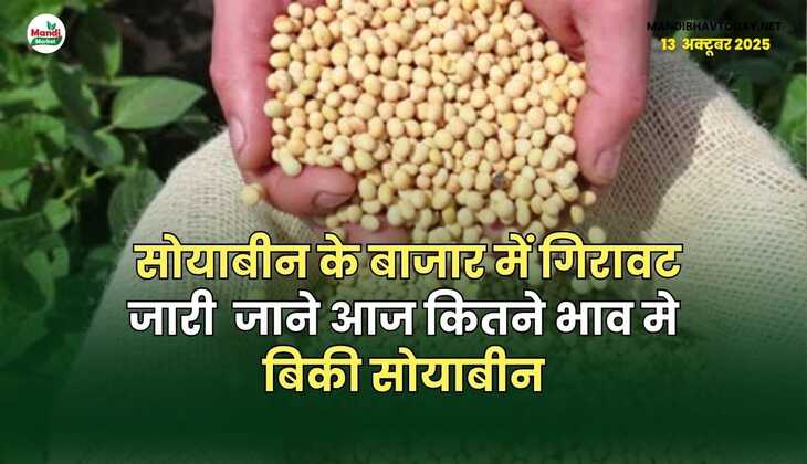 सोयाबीन के बाजार में गिरावट जारी | जाने आज कितने भाव मे बिकी सोयाबीन