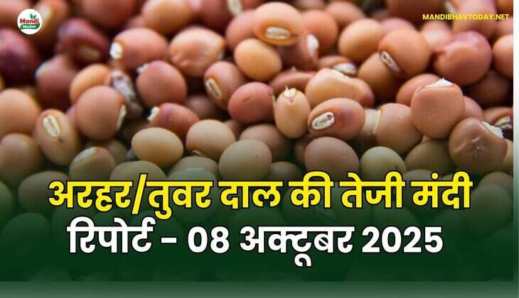 अरहर /तुवर  दाल की तेजी मंदी रिपोर्ट - 08 अक्टूबर 2025