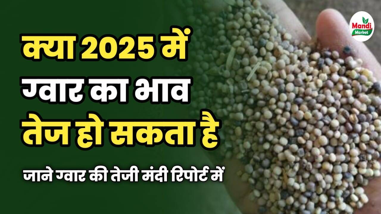 क्या 2025 में ग्वार का भाव तेज हो सकता है | जाने ग्वार की तेजी मंदी रिपोर्ट में