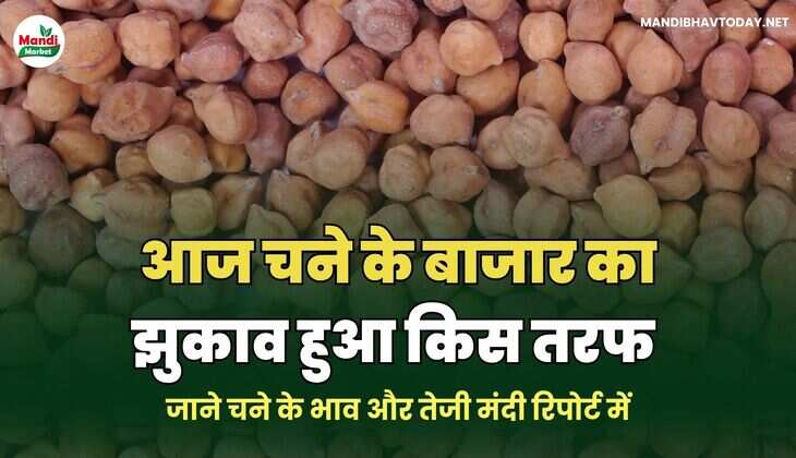 आज चने के बाजार का झुकाव हुआ किस तरफ | जाने चने के भाव और तेजी मंदी&nbsp;रिपोर्ट&nbsp;में