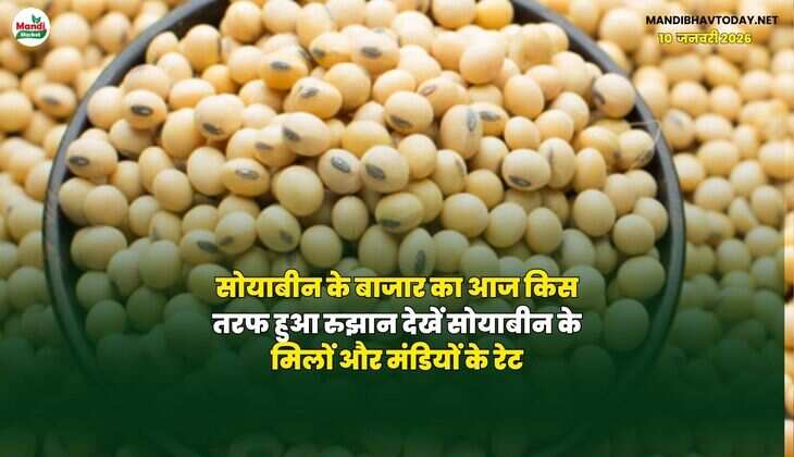सोयाबीन के बाजार का आज किस तरफ हुआ रुझान | देखें सोयाबीन के मिलों और मंडियों के रेट