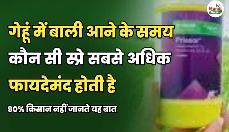 गेहूं में बालियां आने के समय कौन सी स्प्रे सबसे अधिक फायदेमंद होती है, 90% किसान नहीं जानते यह बात।