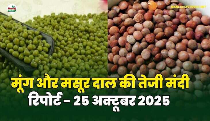 मूँग और मसूर दाल की तेजी मंदी रिपोर्ट - 25 अक्टूबर 2025 