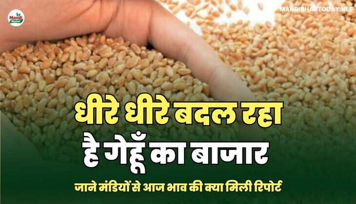 जाने मंडियों से आज भाव की क्या मिली रिपोर्ट