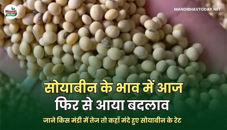 सोयाबीन के भाव में आज फिर से आया बदलाव | जाने किस मंडी में तेज तो कहाँ मंदे हुए सोयाबीन के रेट 