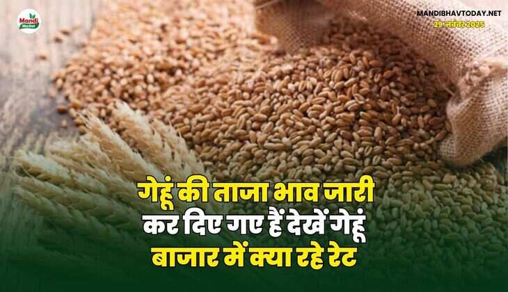 गेहूं की ताजा भाव जारी कर दिए गए हैं | देखें गेहूं बाजार में क्या रहे रेट