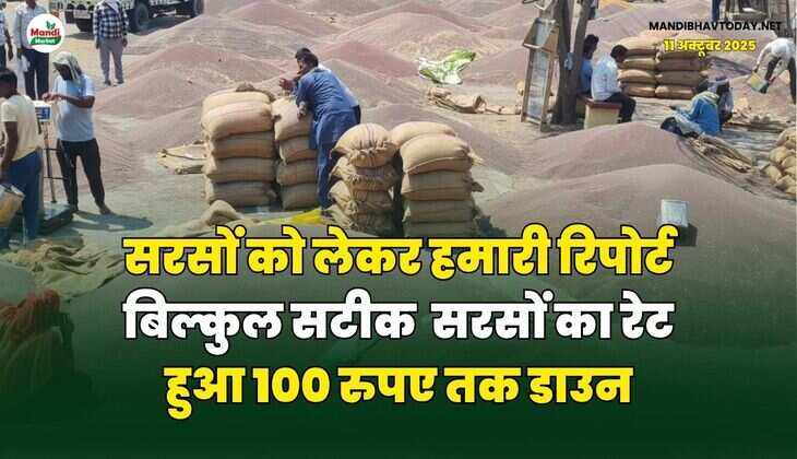 सरसों को लेकर हमारी रिपोर्ट बिल्कुल सटीक | सरसों का रेट हुआ 100 रुपए तक डाउन