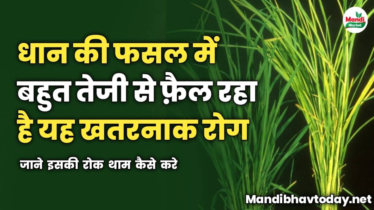 धान की फसल में बहुत तेजी से फ़ैल रहा है यह खतरनाक रोग | जाने इसकी रोक थाम कैसे करे