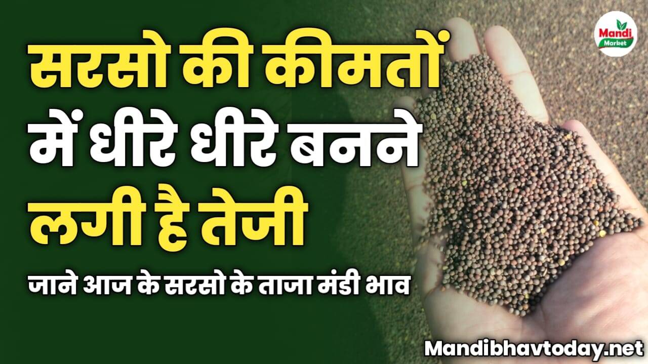 सरसो की कीमतों में धीरे धीरे बनने लगी है तेजी | जाने आज के सरसो के ताजा मंडी भाव 