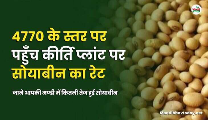 जाने आपकी मण्डी में कितनी तेज हुई सोयाबीन