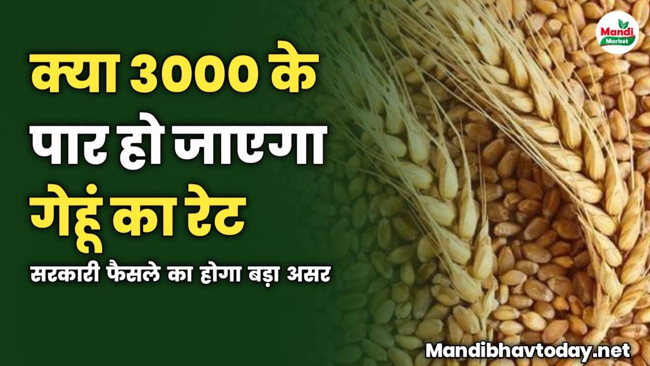 क्या 3000 के पार हो जाएगा गेहूं का रेट | सरकारी फैसले का होगा बड़ा असर