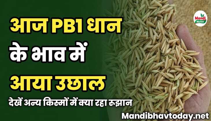 आज PB1 धान के भाव में आया उछाल | देखें अन्य किस्मों में क्या रहा रूझान | देखे बासमती धान के भाव तेजी मंदी के साथ