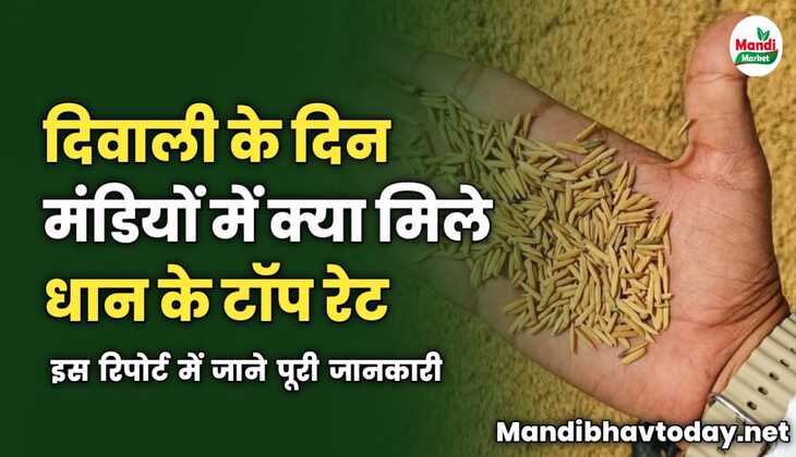 दिवाली के दिन मंडियों में क्या मिले धान के टॉप रेट | इस रिपोर्ट में जाने