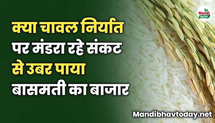 क्या चावल निर्यात पर मंडरा रहे संकट से उबर पाया बासमती का बाजार | पूरी जानकारी इस रिपोर्ट में