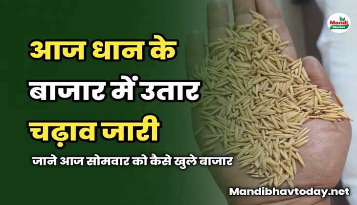 धान के बाजार में उतार चढ़ाव जारी | जाने आज सोमवार को कैसे खुले बाजार