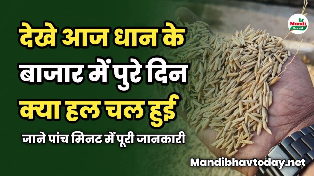 देखे आज धान के बाजार में पुरे दिन क्या हल चल हुई | जाने पांच मिनट में पूरी जानकारी
