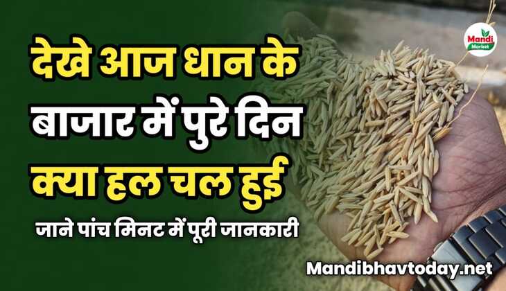 देखे आज धान के बाजार में पुरे दिन क्या हल चल हुई | जाने पांच मिनट में पूरी जानकारी 