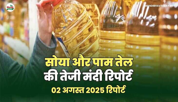 सोया और पाम तेल की तेजी मंदी रिपोर्ट 02 अगस्त 25 
