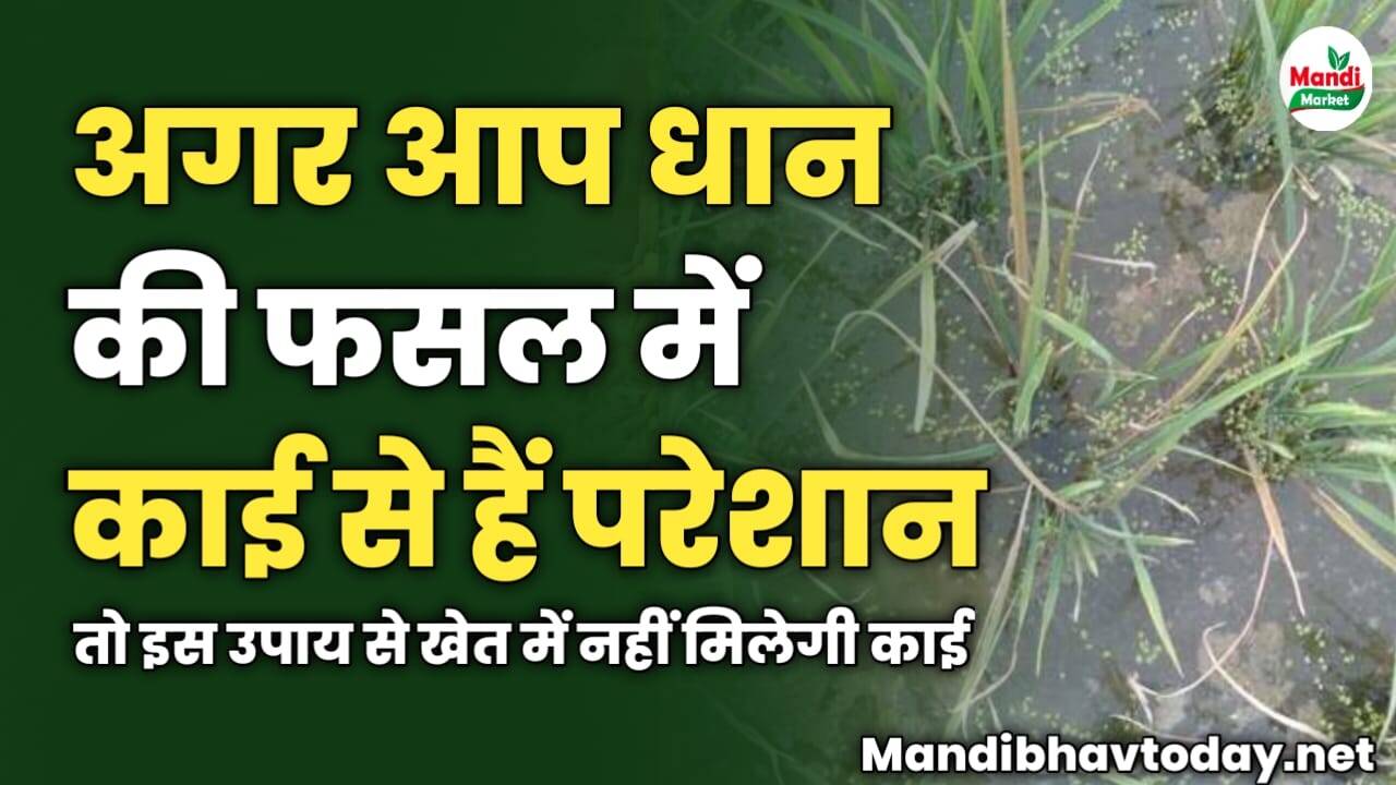 अगर आप धान की फसल में काई से हैं परेशान | तो इस उपाय से खेत में नहीं मिलेगी काई