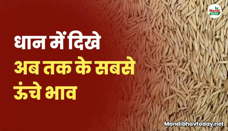 Basmati rice rate