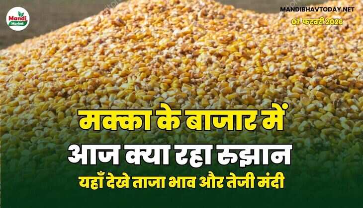 मक्का के बाजार में आज क्या रहा रुझान | यहाँ देखे ताजा भाव और तेजी मंदी