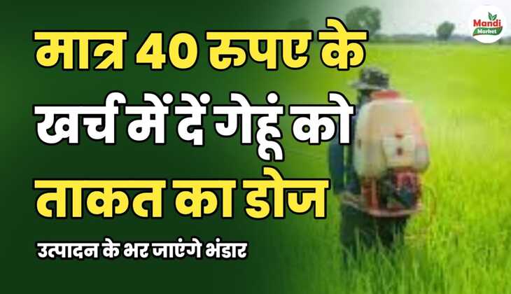 मात्र 40 रुपये के खर्च में गेहूं को दें ताकत का डोज | उत्पादन के भर जाएंगे भंडार
