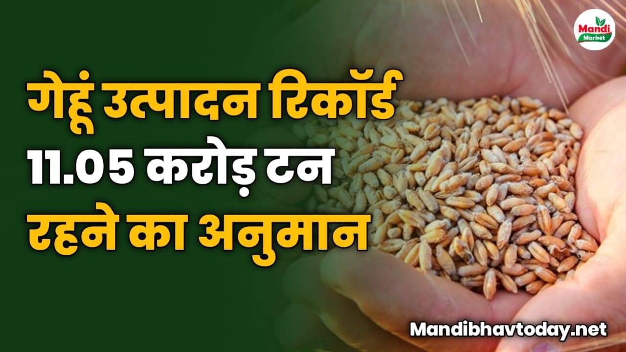 गेहूं उत्पादन रिकॉर्ड 11.05 करोड़ टन रहने का अनुमान | देखे पूरी जानकारी एस रिपोर्ट मे