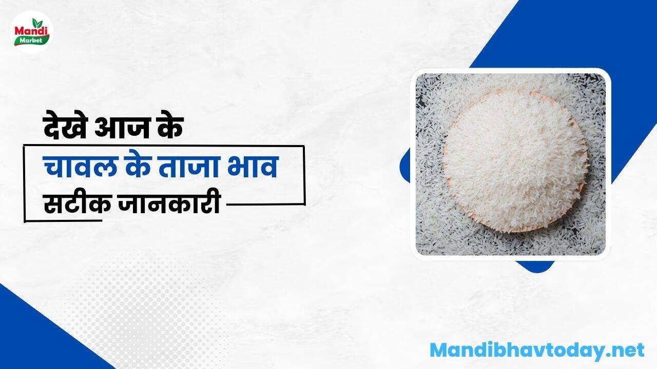 बासमती चावल के ताजा भाव | basmati rice ke taja bhav 27 jan 2024