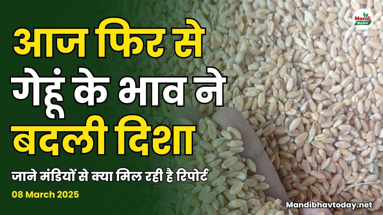 आज फिर से गेहूं के भाव ने बदली दिशा | जाने मंडियों से क्या मिल रही है रिपोर्ट