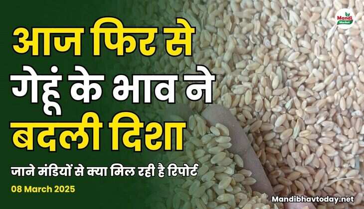 आज फिर से गेहूं के भाव ने बदली दिशा | जाने मंडियों से क्या मिल रही है रिपोर्ट