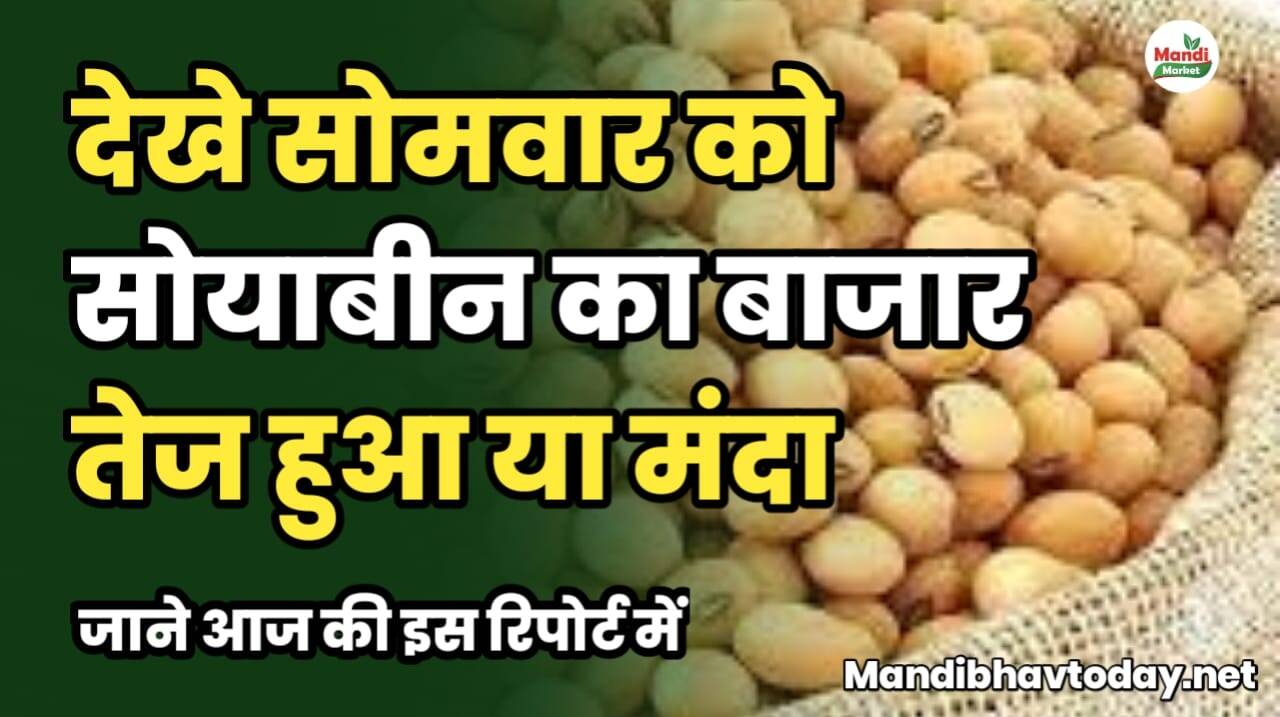 देखे सोमवार को सोयाबीन का बाजार तेज हुआ या मंदा | जाने आज की इस रिपोर्ट में soyabean ke taja mandi bhav 13 january 2025