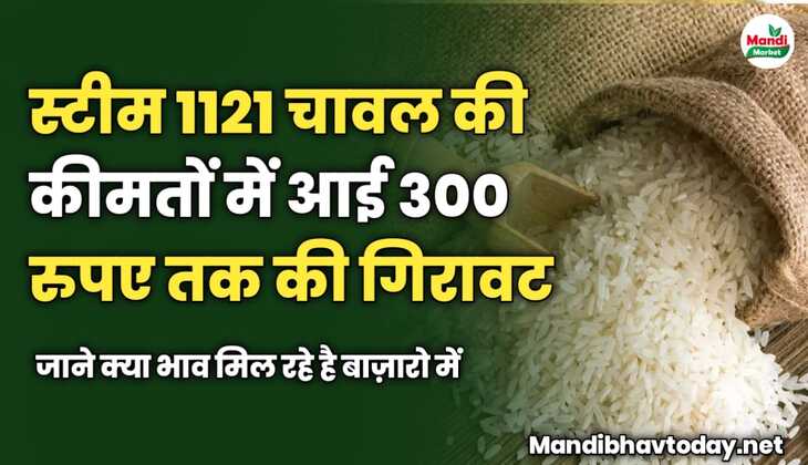 स्टीम 1121 चावल की कीमतों में आई 300 रुपए तक की गिरावट | जाने क्या भाव मिल रहे है बाज़ारो में 
