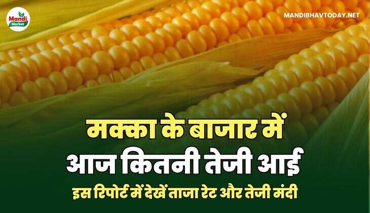 मक्का के बाजार में आज कितनी तेजी आई | इस रिपोर्ट में देखें ताजा रेट&nbsp;और&nbsp;तेजी&nbsp;मंदी