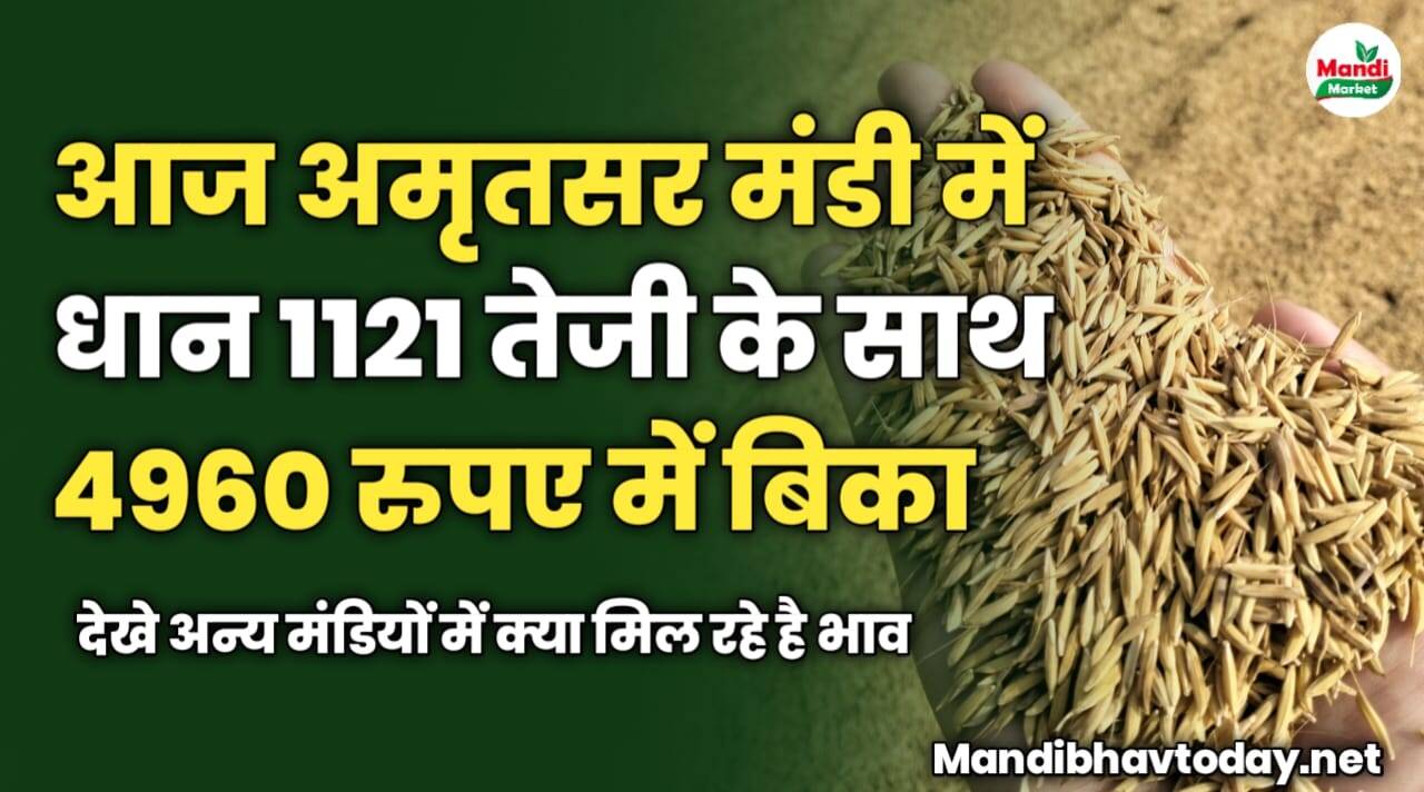 आज अमृतसर मंडी में धान 1121 तेजी के साथ 4960 रुपए में बिका | देखे अन्य मंडियों में क्या मिल रहे है भाव